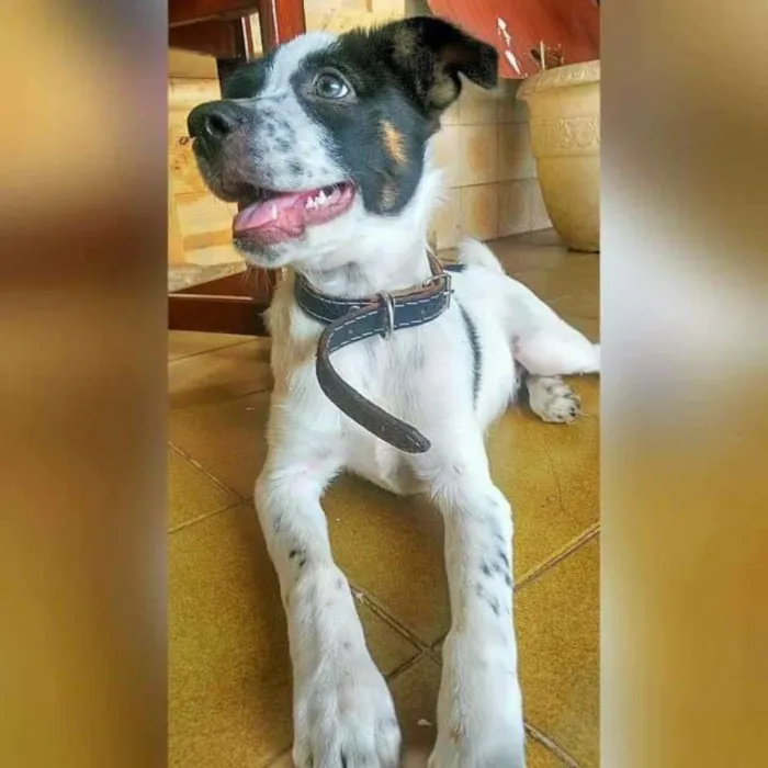 Cachorro ra a srd idade 2 anos nome beto