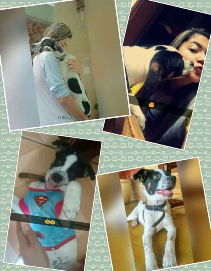 Cachorro ra a srd idade 2 anos nome beto