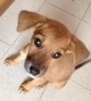Cachorro raça Vira lata idade 2 a 6 meses nome Izaac