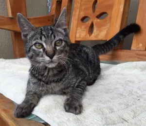 Gato raça Rajado idade  nome Gatinho