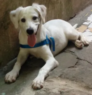 Cachorro raça Labrador misturado idade 7 a 11 meses nome Flock