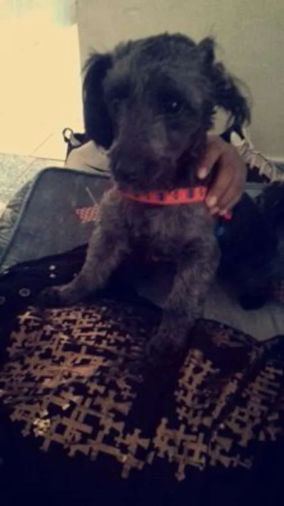 Cachorro ra a Poodle misturado idade 7 a 11 meses nome Neguinha