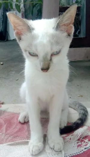 Gato raça Vira lata idade 2 a 6 meses nome Thor