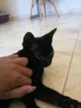 Felix