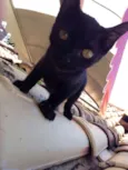 Felix