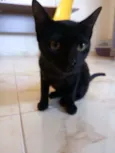 Felix