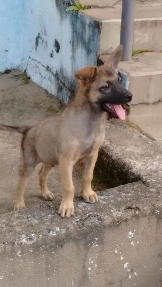 Cachorro ra a Mistura idade 2 a 6 meses nome Tiquinho 