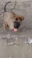 Tiquinho 