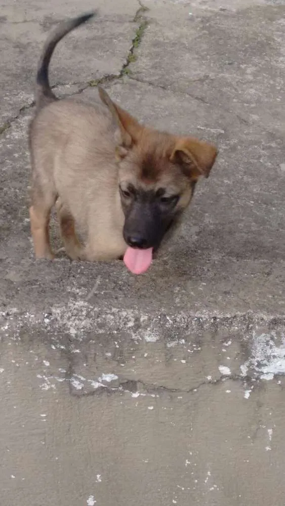 Cachorro ra a Mistura idade 2 a 6 meses nome Tiquinho 