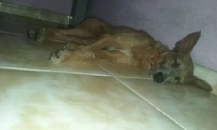 Cachorro raça Indefinida idade 7 a 11 meses nome Scooby Doo