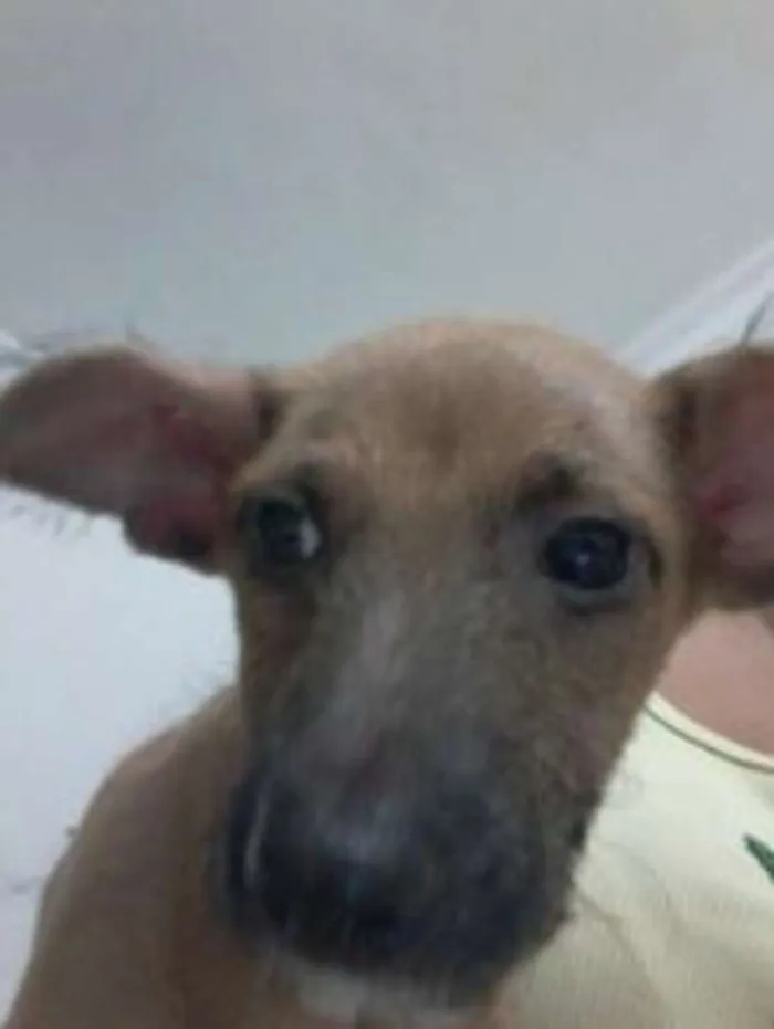 Cachorro raça Indefinida idade 7 a 11 meses nome Scooby Doo