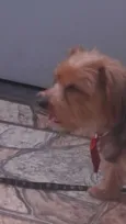 Kico