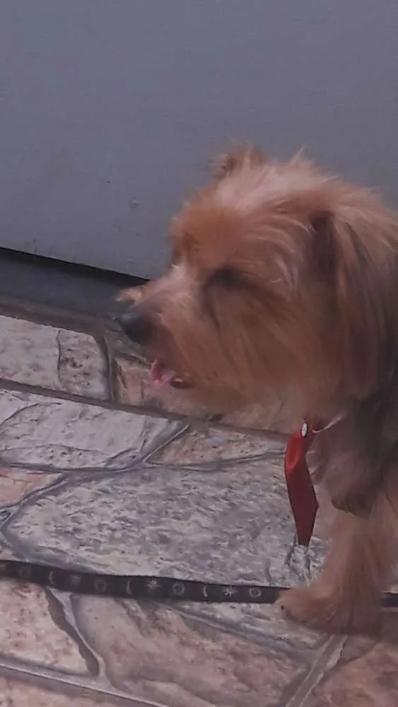 Cachorro raça Yorshire idade 3 anos nome Kico