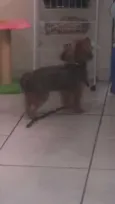 Kico