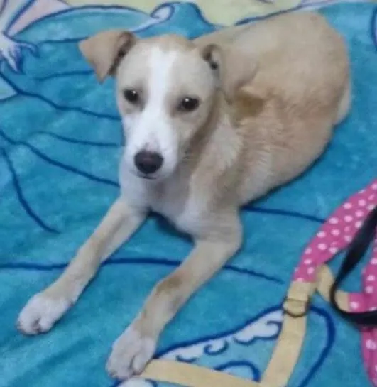 Cachorro ra a SRD idade 2 a 6 meses nome Clara