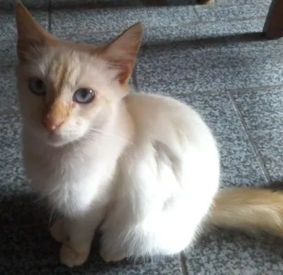 Gato raça Sem definição idade 7 a 11 meses nome Branco