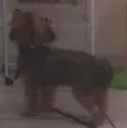Kico