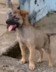 Tiquinho 