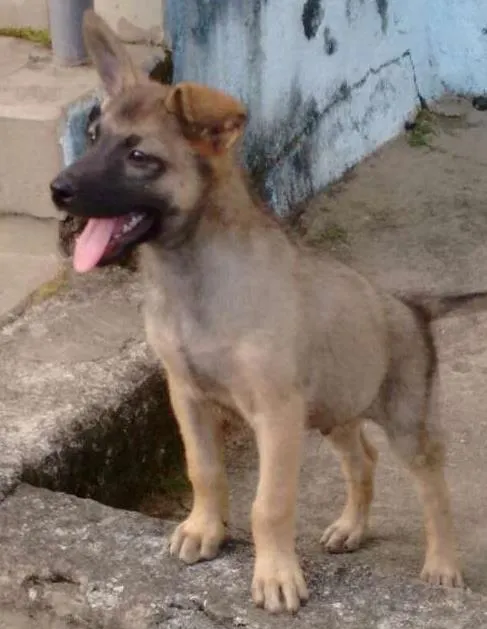 Cachorro ra a Mistura idade 2 a 6 meses nome Tiquinho 