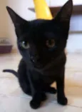 Felix