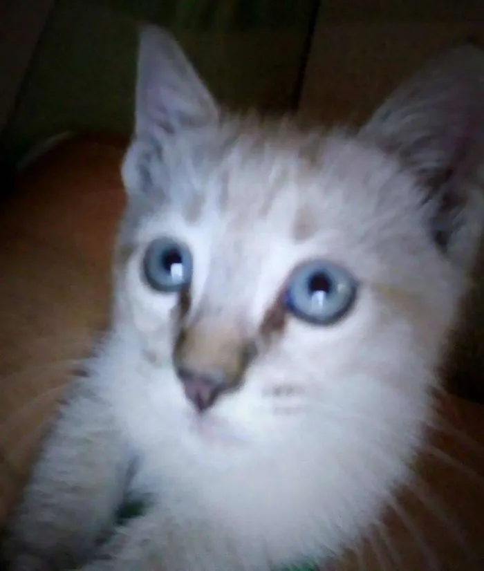 Gato ra a mestiço idade 2 a 6 meses nome glória