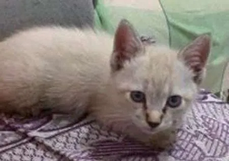 Gato ra a mestiço idade 2 a 6 meses nome glória