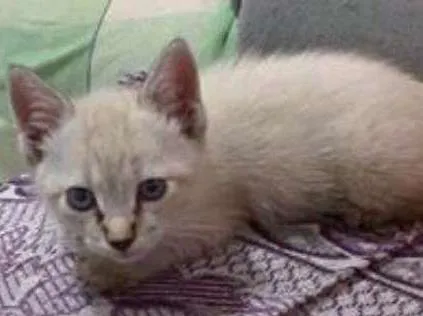 Gato ra a mestiço idade 2 a 6 meses nome glória