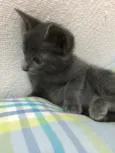 Gatinha