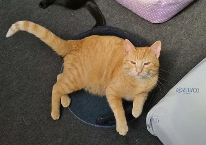 Gato ra a srd idade 1 ano nome Leonel 