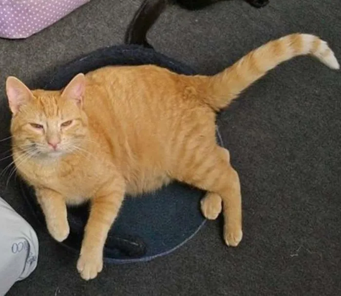 Gato ra a srd idade 1 ano nome Leonel 