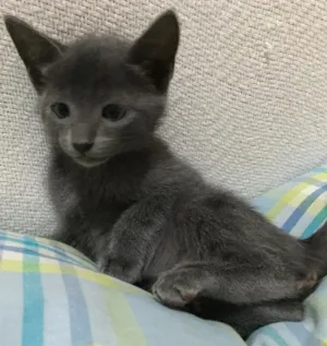 Gato raça  idade Abaixo de 2 meses nome Gatinha