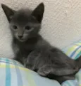Gatinha