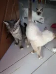 Pan