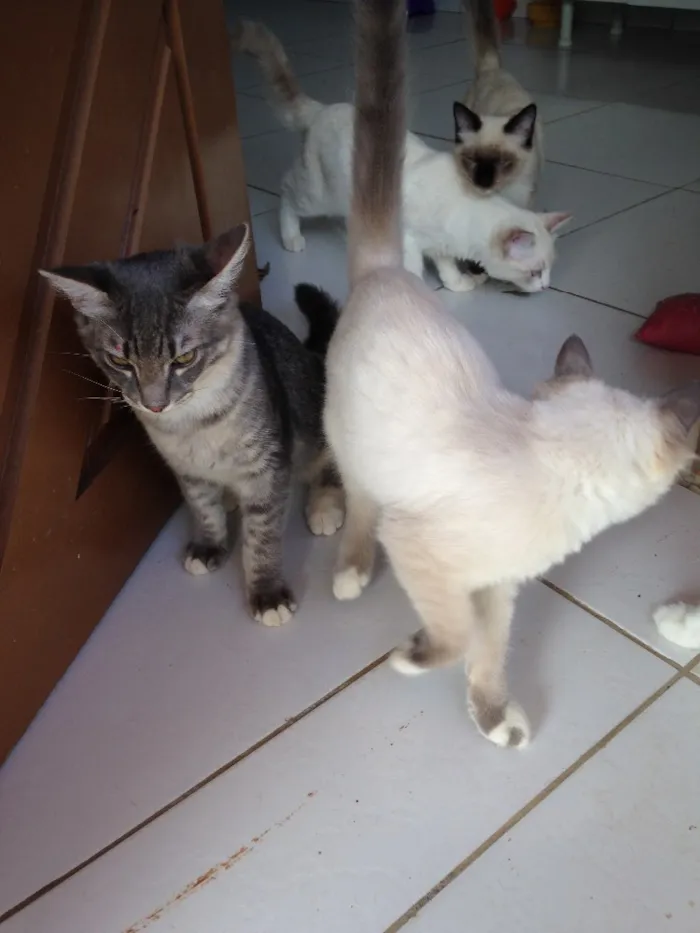 Gato raça  idade  nome Pan