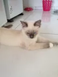Pan