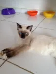 Pan