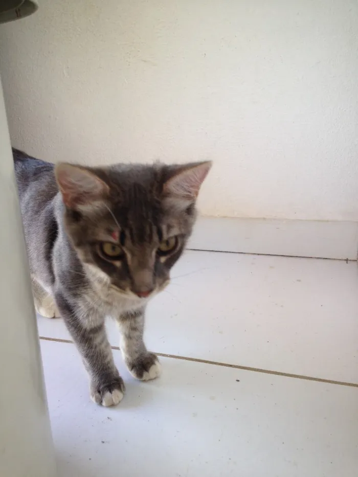 Gato raça  idade  nome Pan