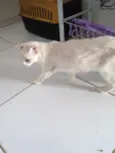 Pan