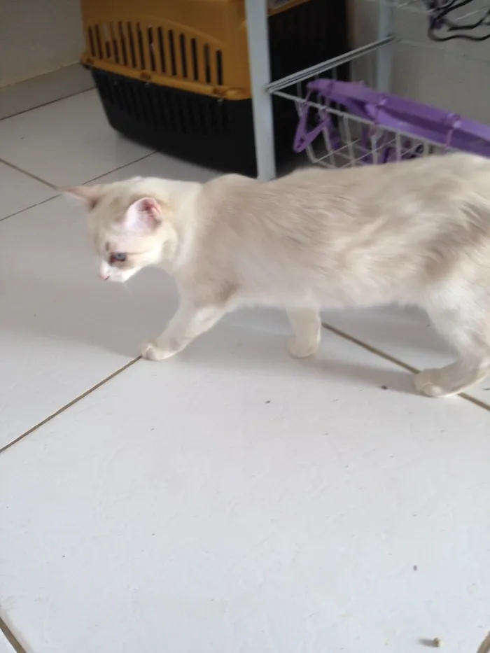 Gato raça  idade  nome Pan