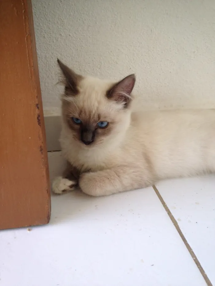 Gato raça  idade  nome Pan