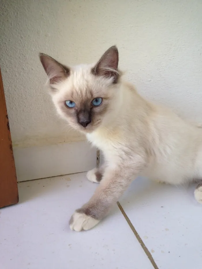 Gato raça  idade  nome Pan