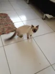 Pan