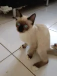 Pan