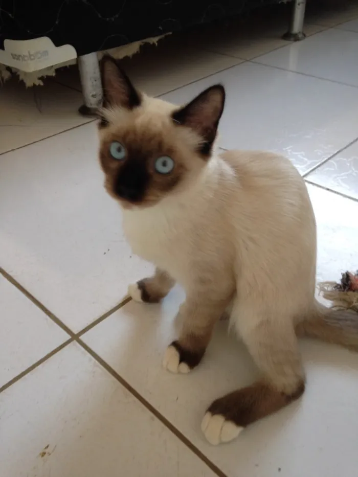 Gato raça  idade  nome Pan