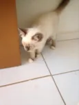 Pan