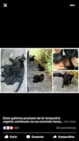 Gatinhos pretos