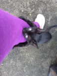 Gatinhos pretos