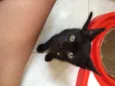 Gatinhos pretos