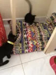 Gatinhos pretos