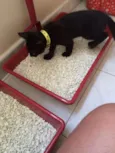 Gatinhos pretos